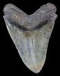 Large, Fossil Megalodon Tooth #41800-2